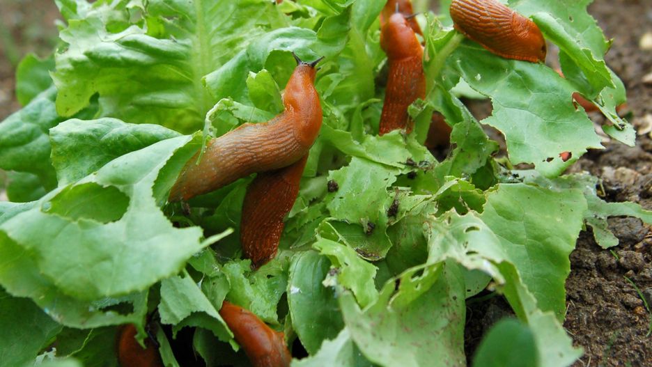 nacktschnecke, schnecke, garten, schädling, kopfsalat, kriechen, kriechtier, salat, schnecken, fressen, zerfressen, ungeziefer, eine, problem, beet, gemüse, gemüsebeet, essen, blatt, hungrig, horizontal, tier, pflanze, langsam, zerstörung, natur, schleimig, amphibie, ekelig, landwirtschaft, schädlingsbekämpfung, viele, gruppe, mehrere, invasion, erde