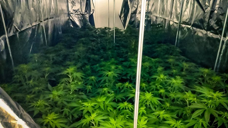 marihuana narkotyki policja