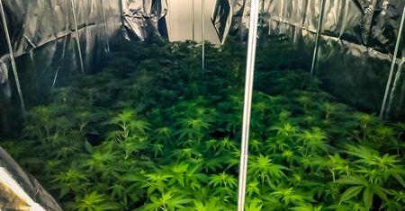 Rozbity gang. Tworzył laboratoria narkotyków i plantacje marihuany, sprowadzał środki z Holandii