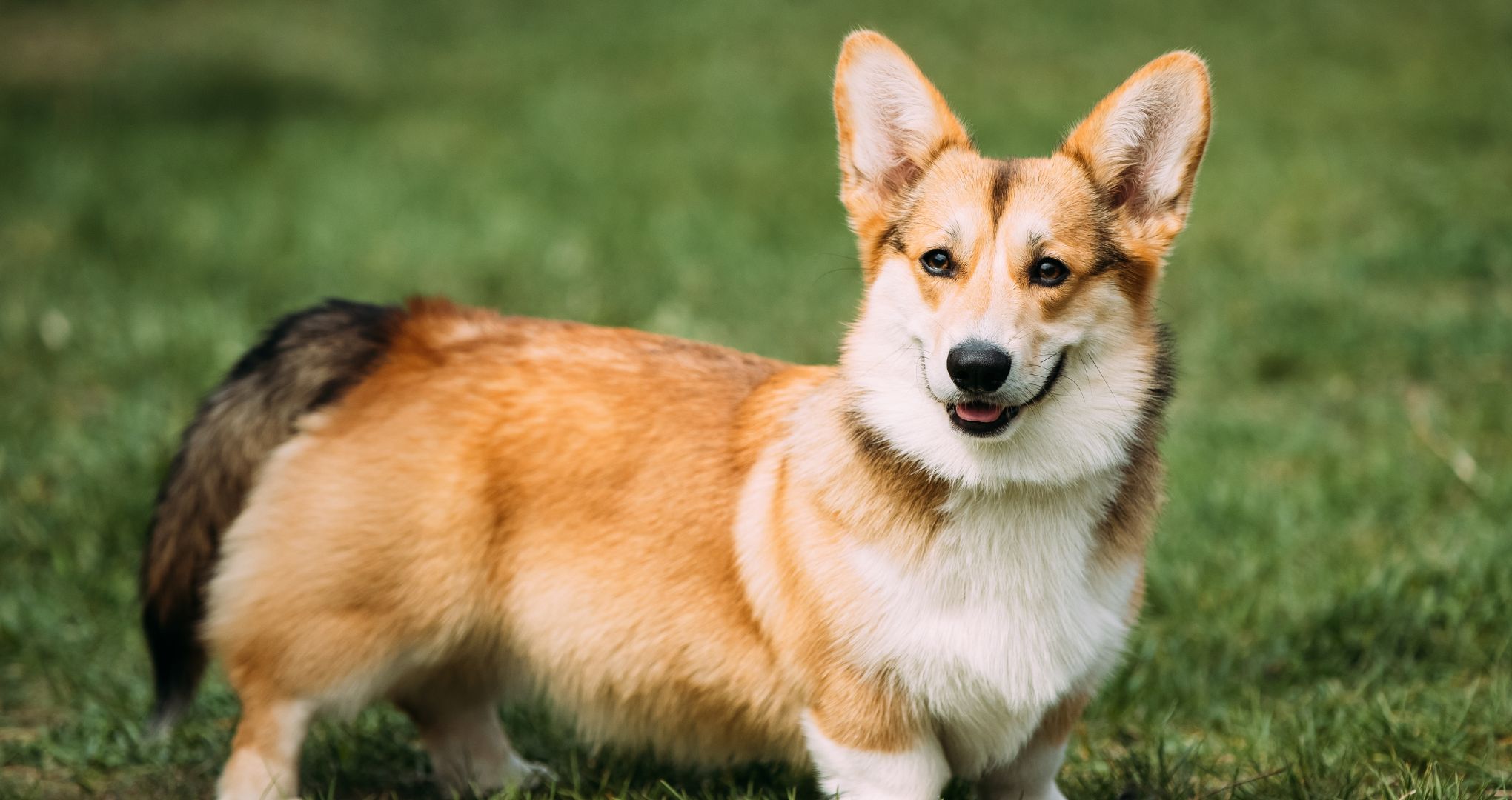 Pembroke Welsh Corgi