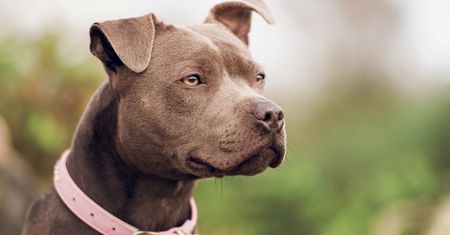 Wystarczyła chwila nieuwagi. Pitbull zagryzł dwuletniego chłopca