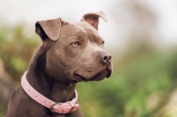 Wystarczyła chwila nieuwagi. Pitbull zagryzł dwuletniego chłopca