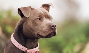 Wystarczyła chwila nieuwagi. Pitbull zagryzł dwuletniego chłopca