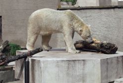 Warszawskie ferie 2021. Do zoo wirtualnie i realnie. Zwierzaki zabierają w podróż