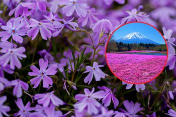 Floksy wiechowate czy szydlaste? Ta odmiana zachwyca dywanem kwiatów