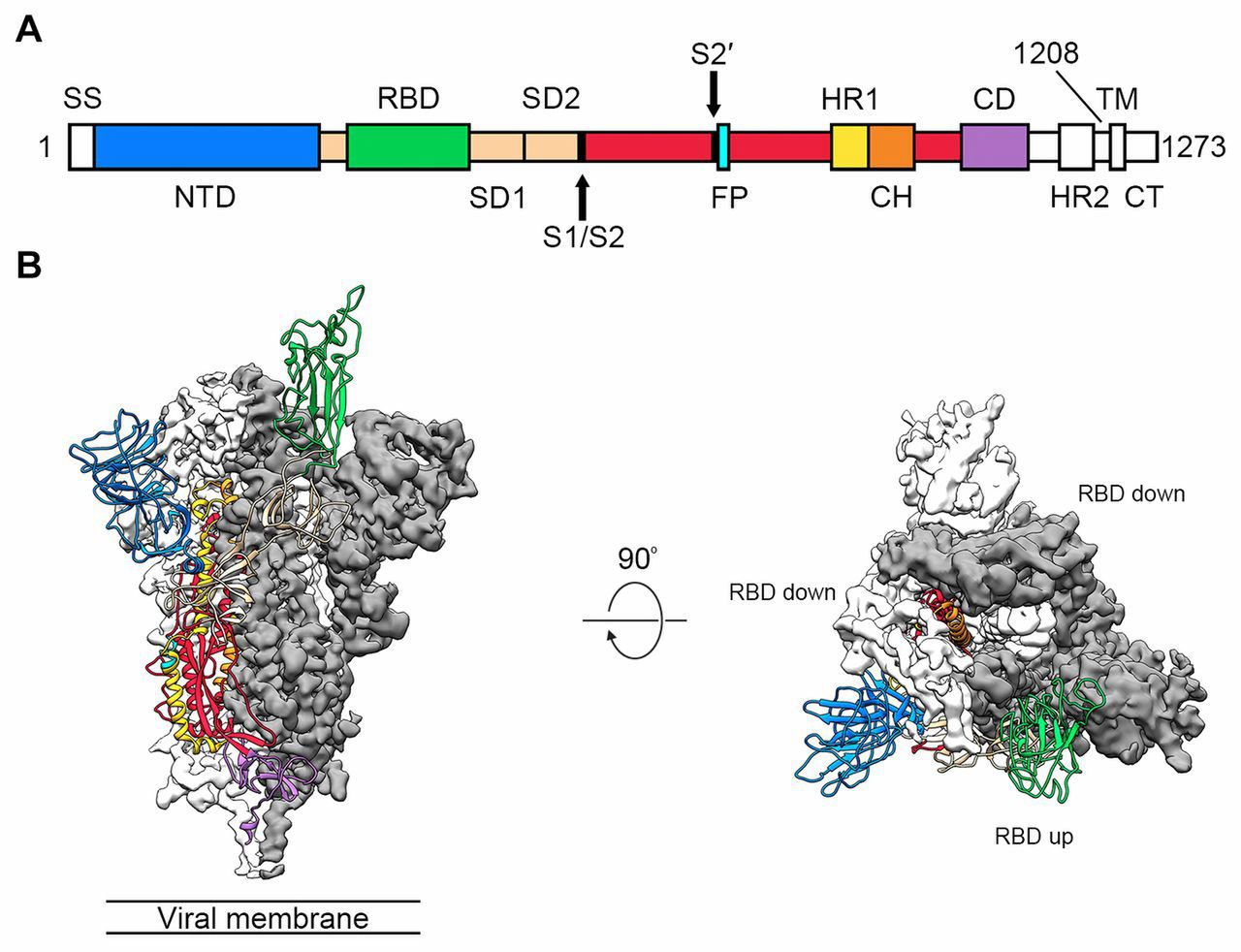 (źródło: "Cryo-EM structure of the 2019-nCoV spike in the prefusion conformation")