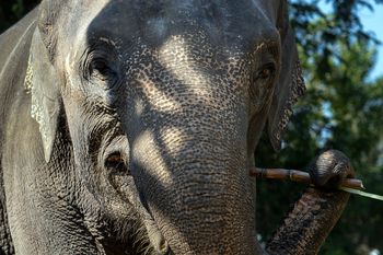 Kość słonia spod Kordoby. Badacze: ślad wojen punickich i armii Hannibala
