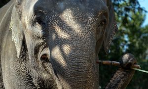 Kość słonia spod Kordoby. Badacze: ślad wojen punickich i armii Hannibala
