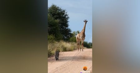Wideo z safari. Turyści od razu zatrzymali samochód, by to zobaczyć