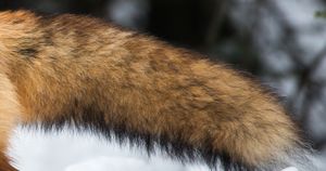 Rozpoznaj zwierzę po ogonie