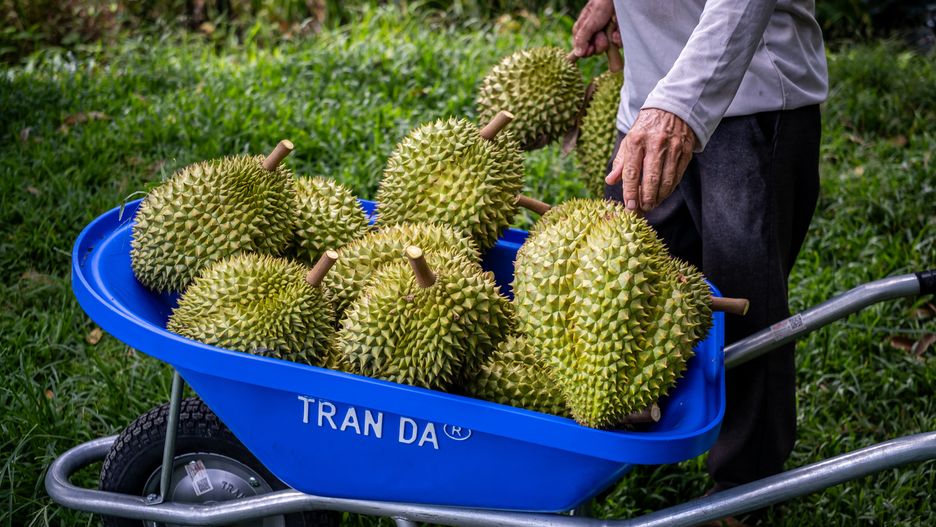 A worker loads durians into a wheelbarrow at a farm in Phong Dien District, Can Tho Province, Vietnam, on Thursday, April 25, 2024. Vietnamese Premier directs ministries and localities in the Mekong Delta to roll out measures to minimize possible damage on agriculture production in the region amid seasonal salinity peak and prolonged heat wave, according to the government's website. Photographer: Linh Pham/Bloomberg via Getty Images