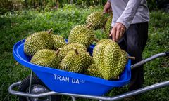 Najdroższy owoc świata. Trzeba na niego pracować nawet 4 lata