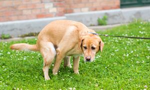 Pies kręci się w kółko, zanim się załatwi? Oto dwie przyczyny