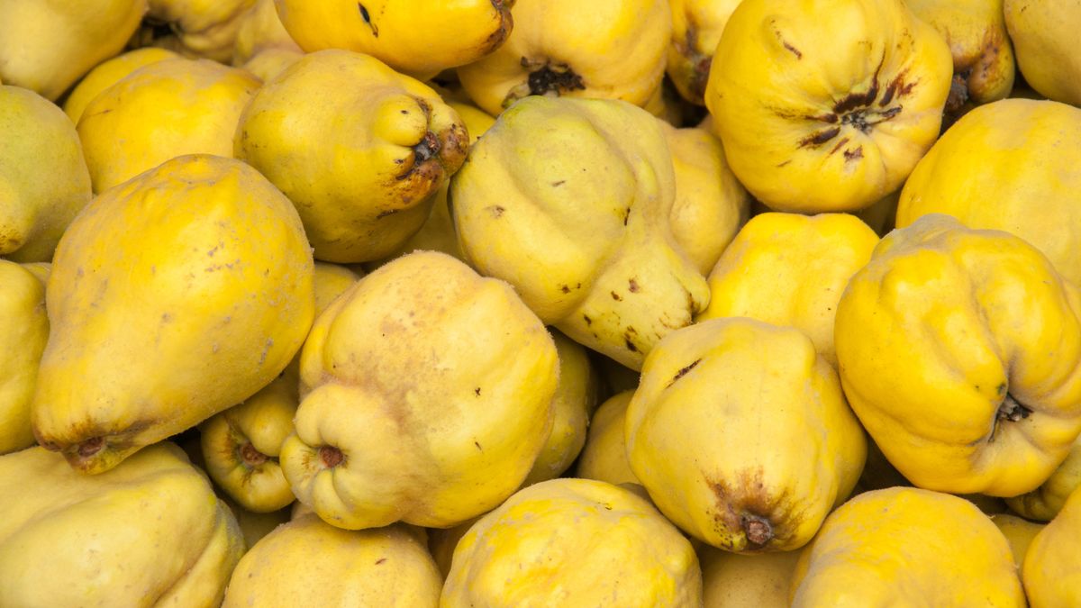 Pigwa nazywane jest "polską cytryną" – aż tyle ma witaminy C