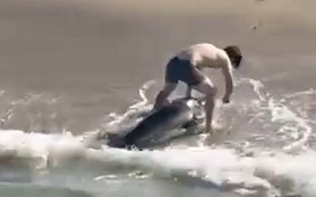 Człowiek i rekin. Nagranie z USA niesie się w sieci