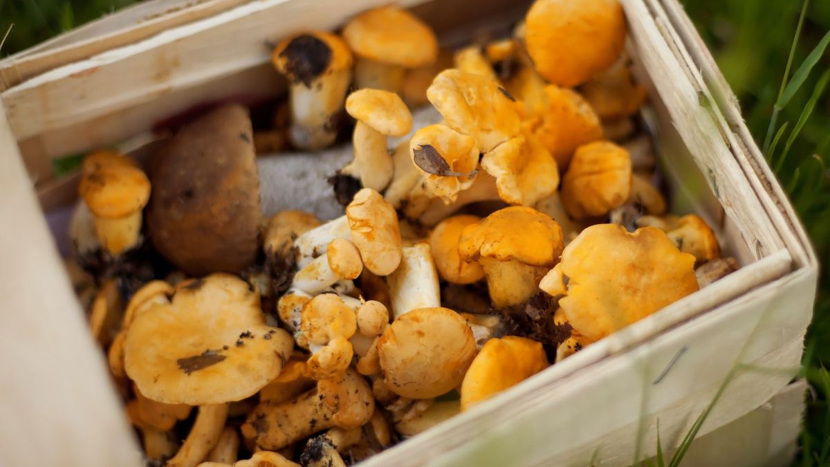 Wysyp pieprznika jadalnego w polskich lasach. Ceny za kilogram mocno zróżnicowane