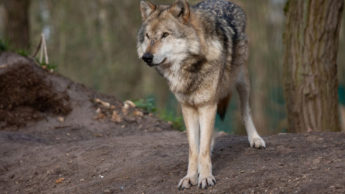 Atak wilków lub hybrydy wilka z psem w kujawsko-pomorskim.