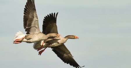 Nie tylko bocian. Te ptaki przylatują do Polski na wiosnę. Rozpoznasz wszystkie?