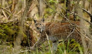Znów pojawił się w zachodniej Polsce. "Trzeba trzymać rękę na pulsie"