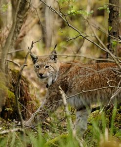 Znów pojawił się w zachodniej Polsce. "Trzeba trzymać rękę na pulsie"
