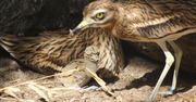 Warszawskie zoo świętuje. Ogłosili radosne wieści