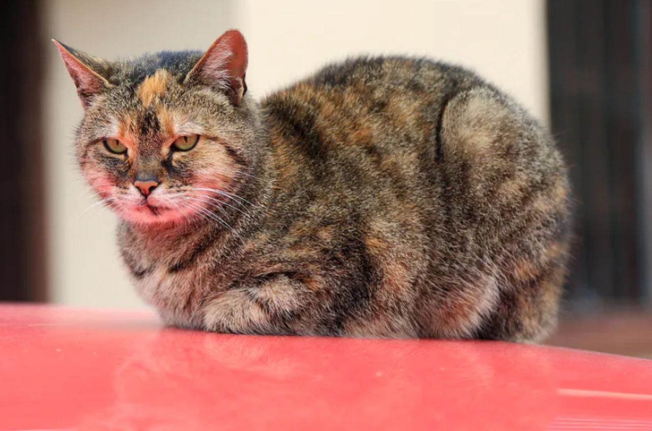 The relaxed cat assumes the "loaf" position.