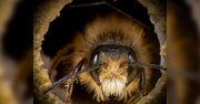 Nie wszystkie pszczoły wyglądają tak samo. Bliskie portrety pokazują znaczne różnice