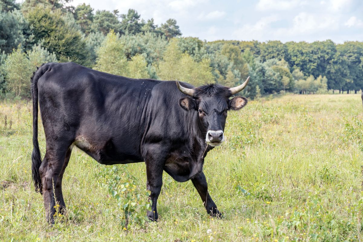 Tragedia na Kaszubach