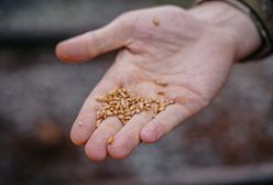 Nie tylko pszenica. Nowe śledztwa ws. zboża