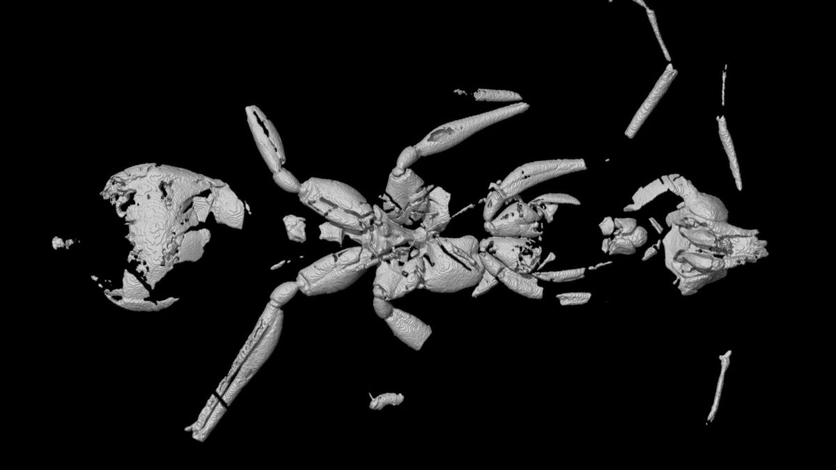 "Piekielna" mrówka sprzed 113 mln lat