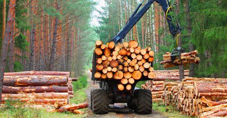 Lasy Państwowe z ważnym przekazem. Polska na niechlubnym 19. miejscu