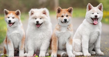 Akita Inu – symbol lojalności i dumy Japonii