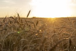 Українське зерно можуть зберігати в Польщі. Що відомо
