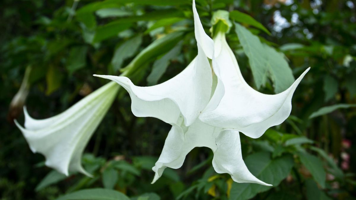 Bieluń dziędzierzawa to popularna roślina balkonowa i ogrodowa.