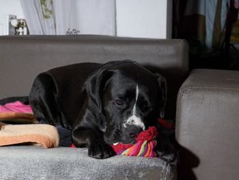 Pies drapie się po uchu? To sygnał, którego nie wolno ignorować