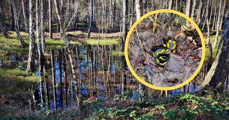 "Leśny smok" w Beskidach. Leśnicy ostrzegają: Nie dotykaj