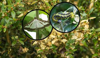 Sposoby na ćmę bukszpanową. Przestanie żerować po kilku dniach