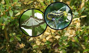 Sposoby na ćmę bukszpanową. Przestanie żerować po kilku dniach