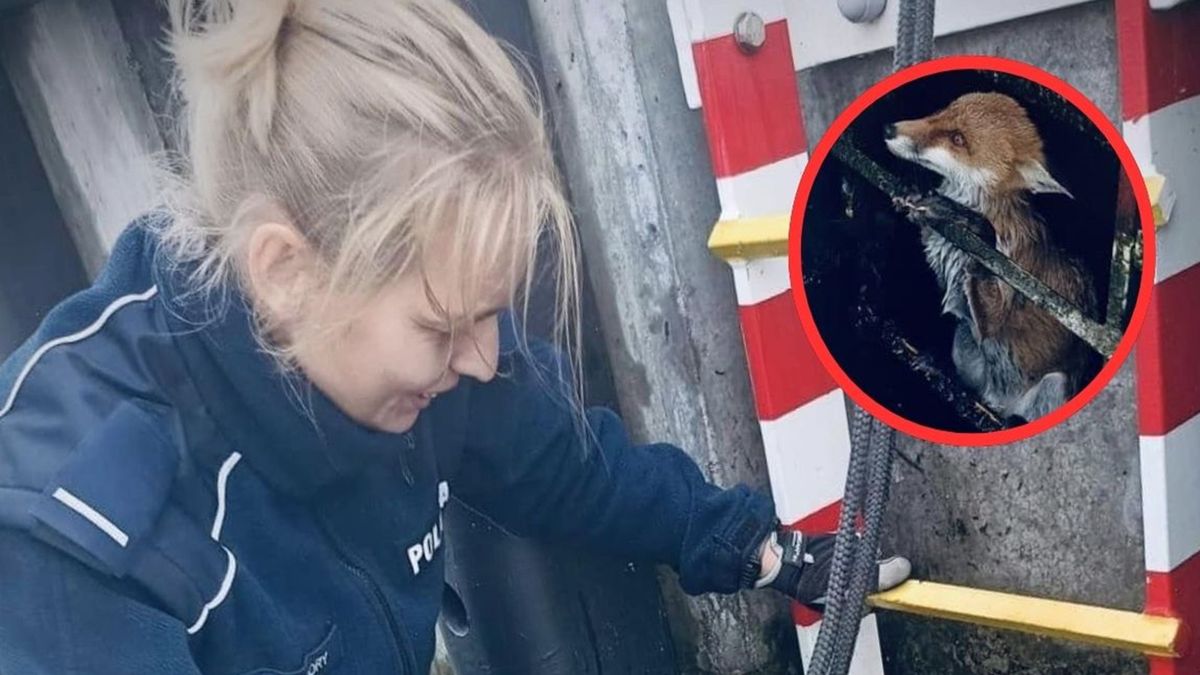 Policjanci z Gdańska uratowali wycieńczonego lisa