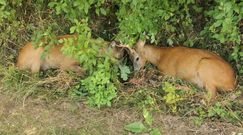Na ratunek koziołkom. Niecodzienna akcja policji w Rymaniu