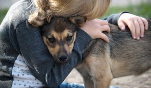 Przytulasz psa? Behawiorystka nie ma dobrych wieści