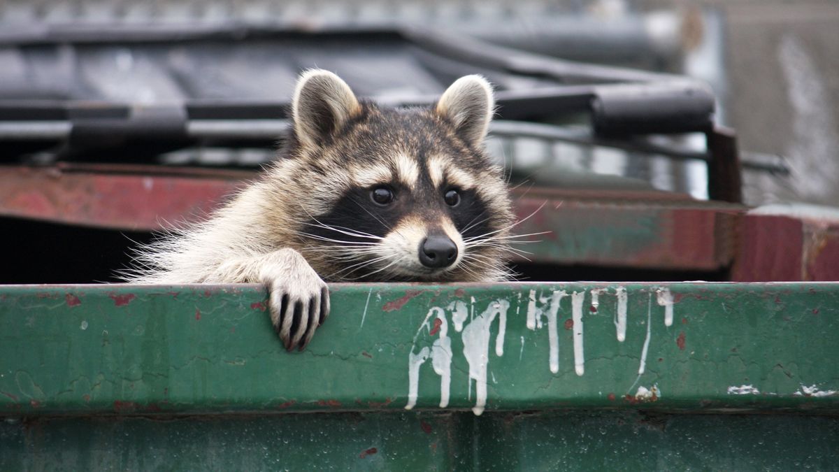Szopy wykazują nowy zestaw cech "udomowienia", zauważyli badacze
