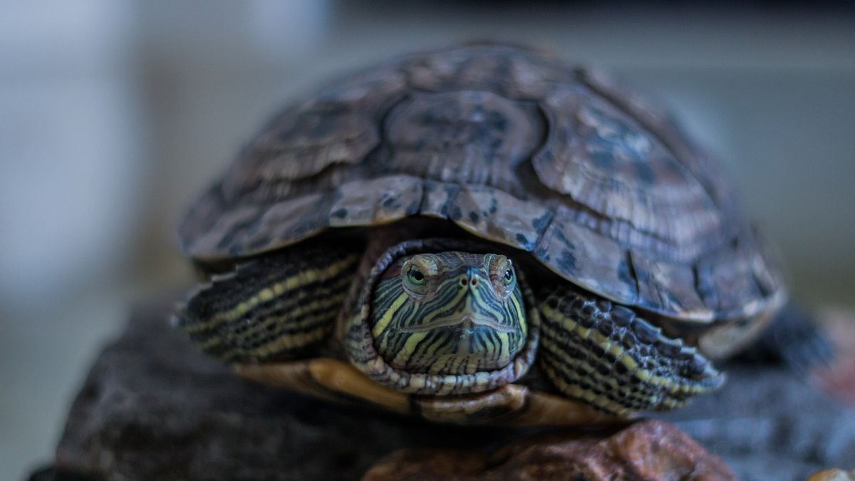 Ukradł żółwia ze sklepu zoologicznego/ zdjęcie ilustracyjne