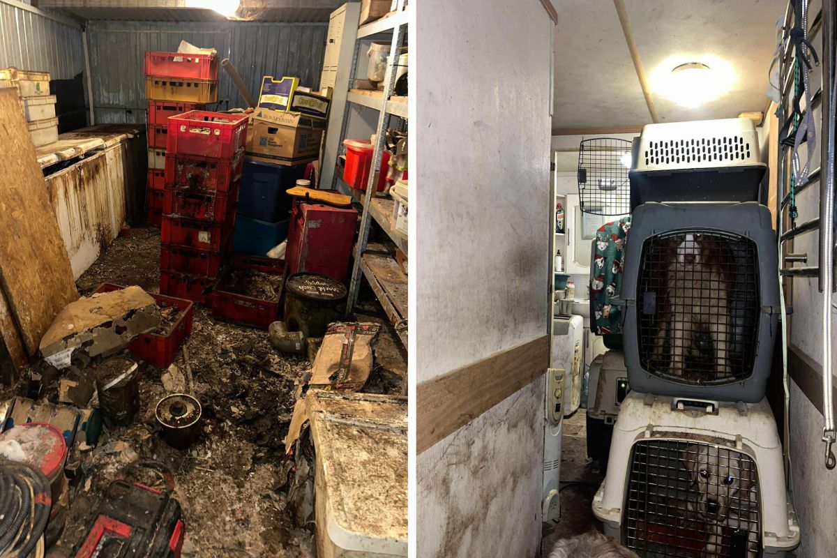 W takich warunkach żyły psy. Szokujące odkrycie w gminie Bolimów