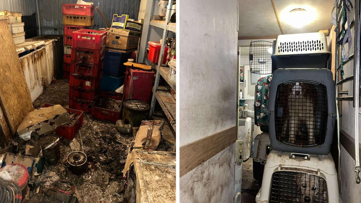 51 psów odebrano z "hodowli"