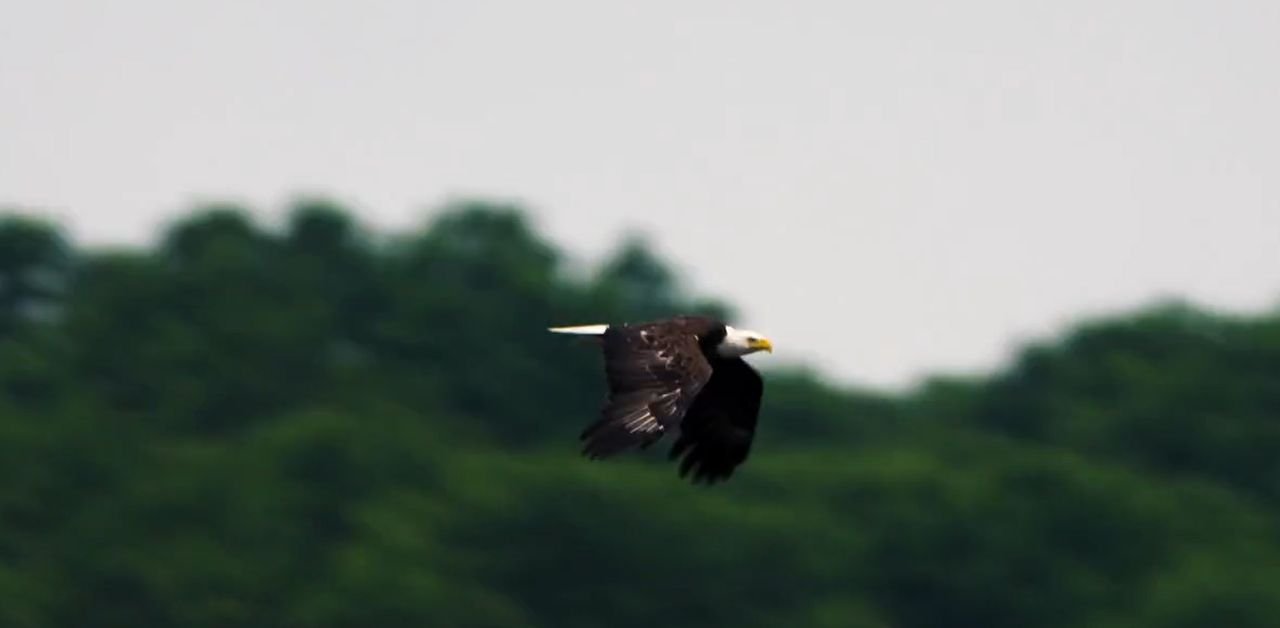 Fragment of the official video from the White House website