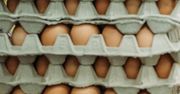 GIS: Wycofanie jaj ściółkowych. Przyczyną wykrycie pałeczek salmonelli