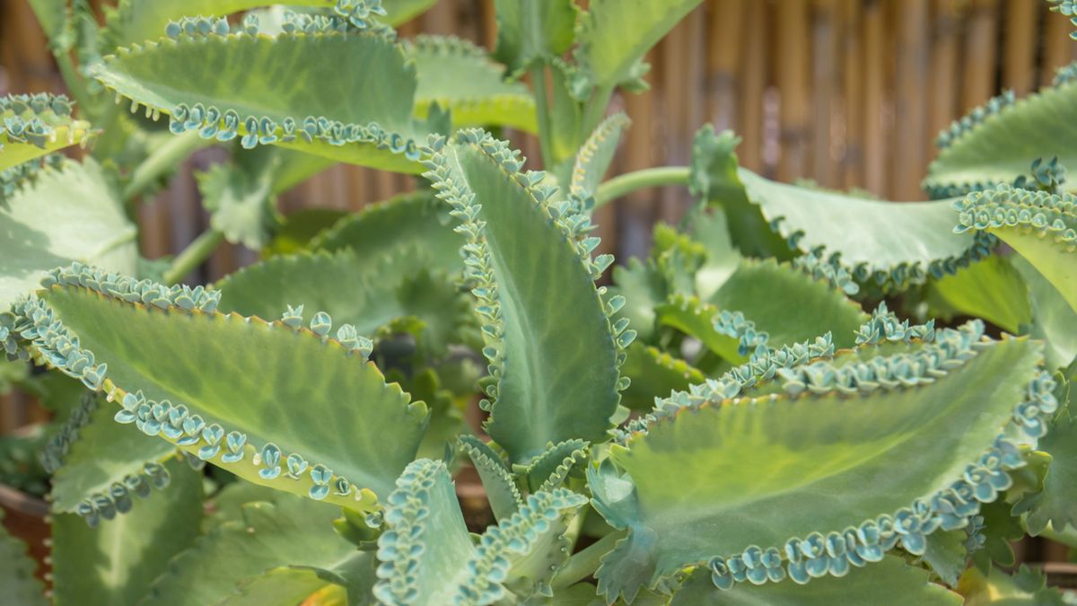 Żyworódka (kalanchoe) posiadają walory prozdrowotne