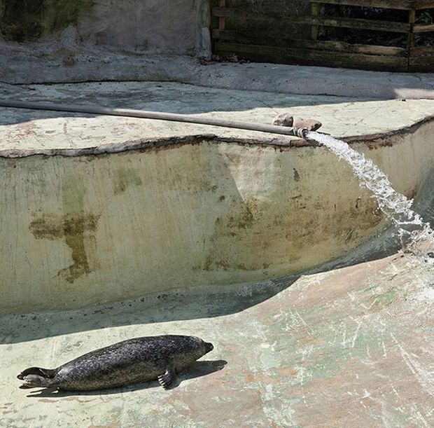 Melancholia i smutek zwierząt z ogrodów zoologicznych na poruszających zdjęciach 4