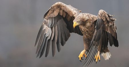 Polski król ptaków powrócił na wolność. Nagranie zachwyca
